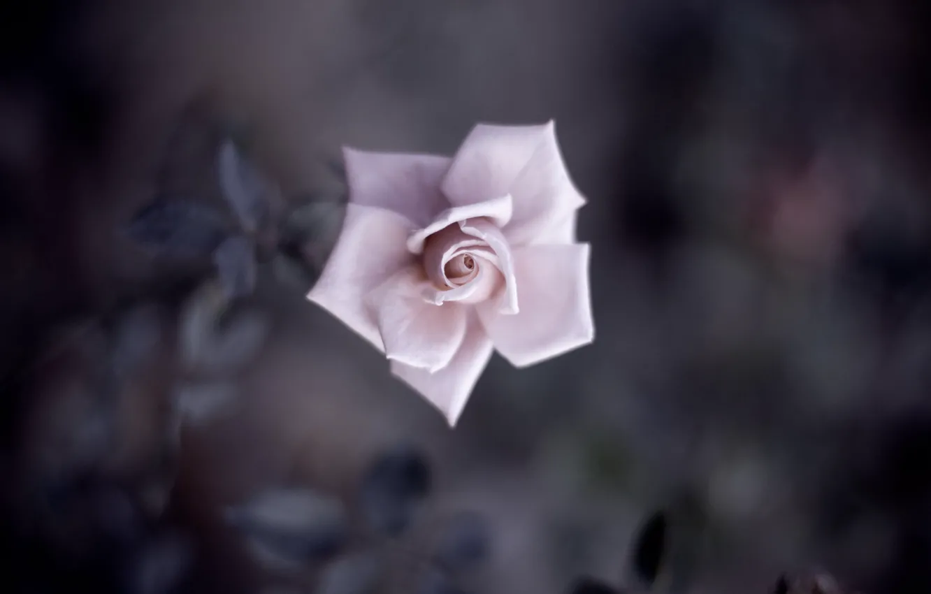 Фото обои цветок, листья, макро, розовая, нежность, роза, цвет, тень