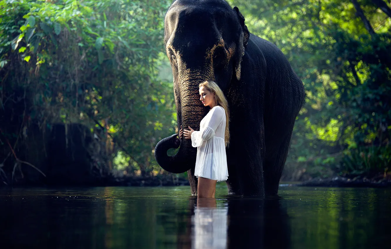 Фото обои девушка, слон, в воде, Serene