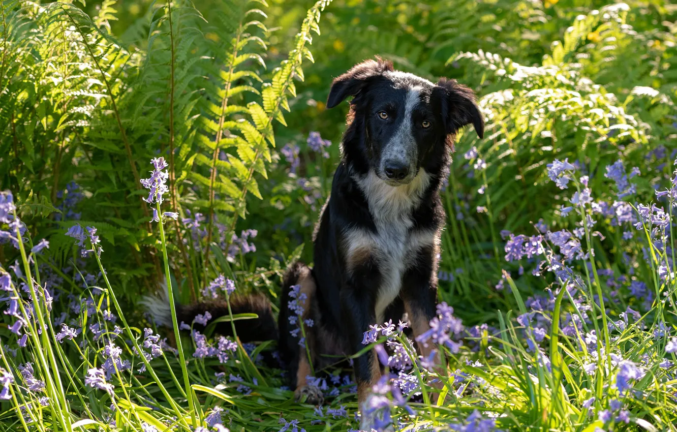 Фото обои лето, трава, цветы, собака, черная