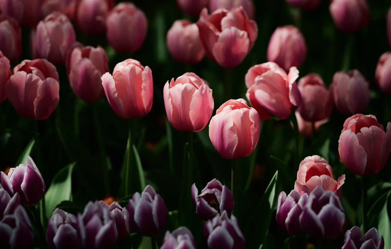Фото обои цветы, темный фон, весна, фиолетовые, тюльпаны, розовые, клумба, много