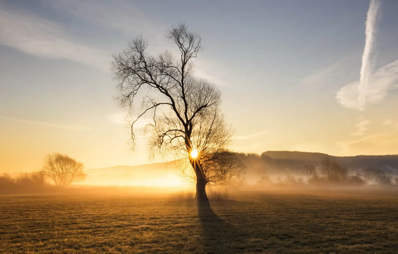 Фото обои поле, свет, туман, дерево, утро