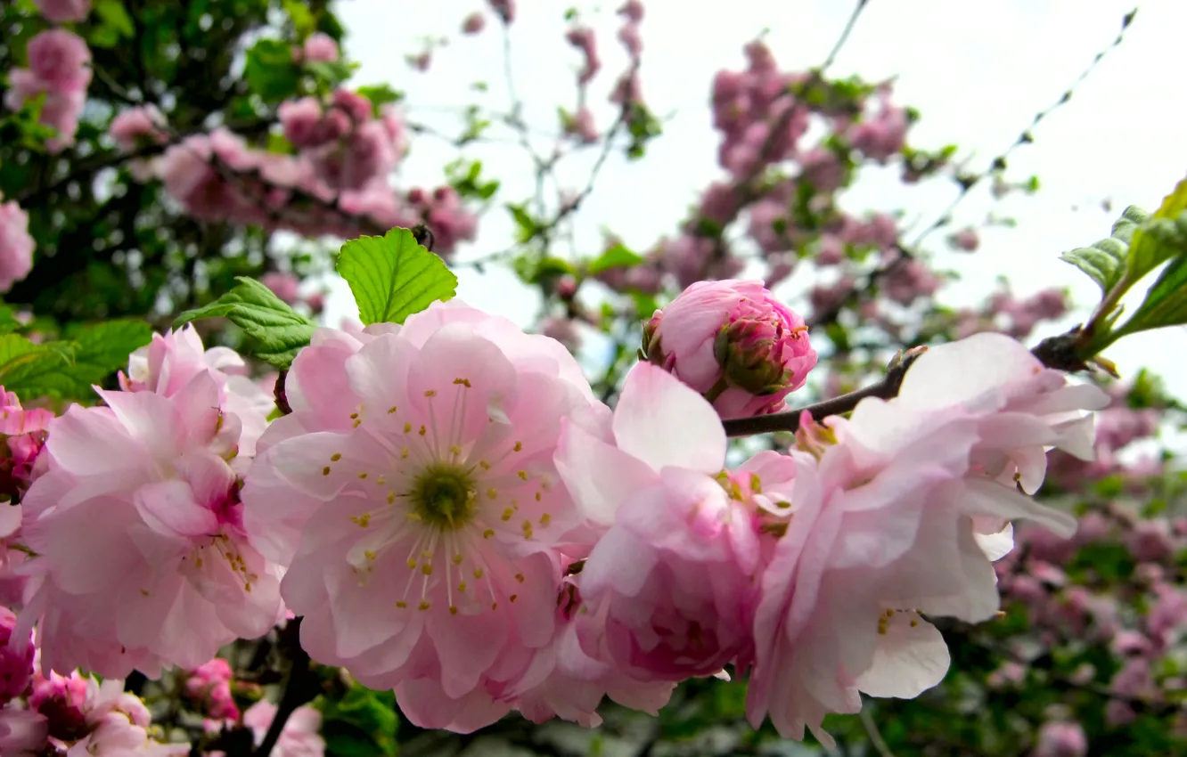 Фото обои розовый, весна, Ветка, цветет
