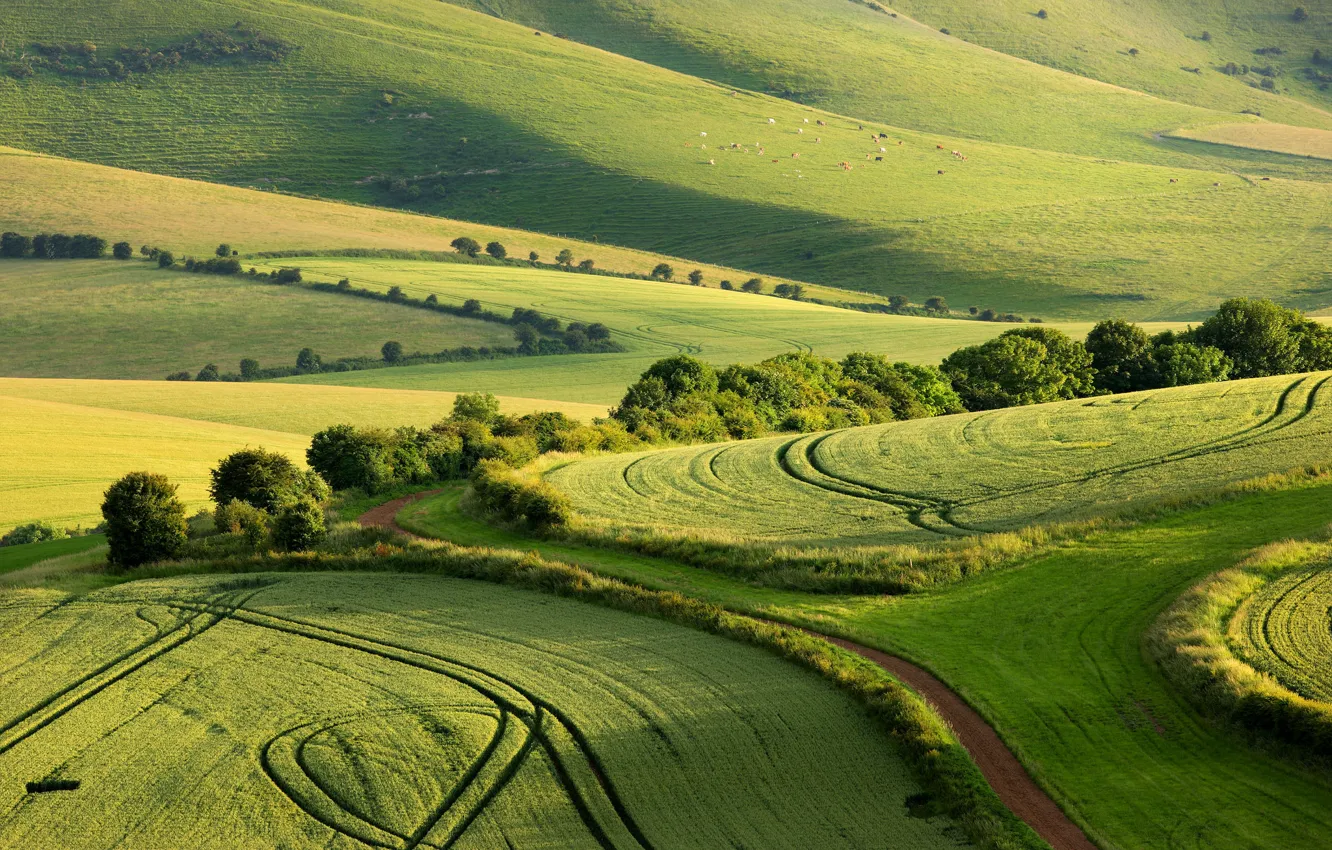 Фото обои лето, поля, Англия, графство Суссекс, Сассекс, South Downs National Park