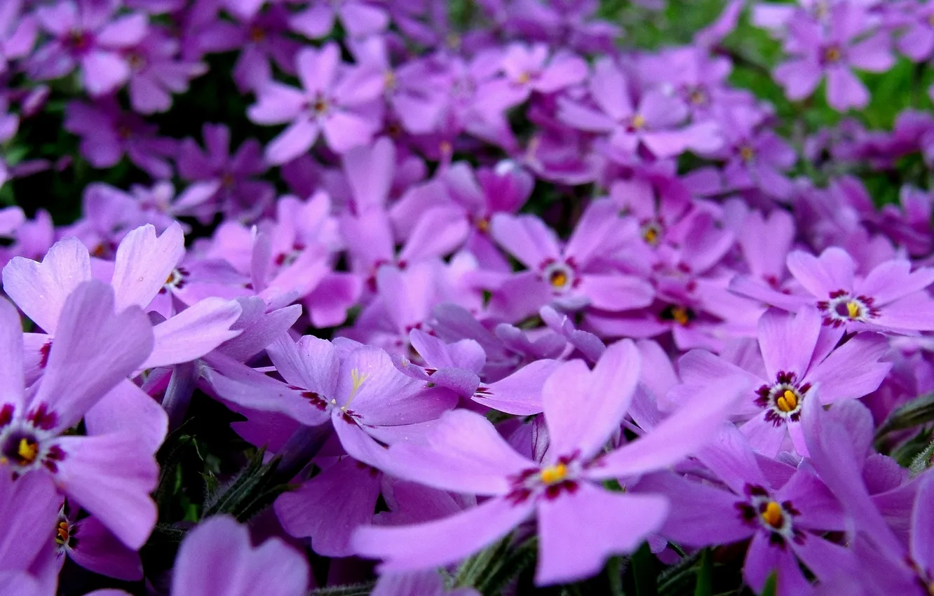 Фото обои flower, pink, flowers, purple, violet