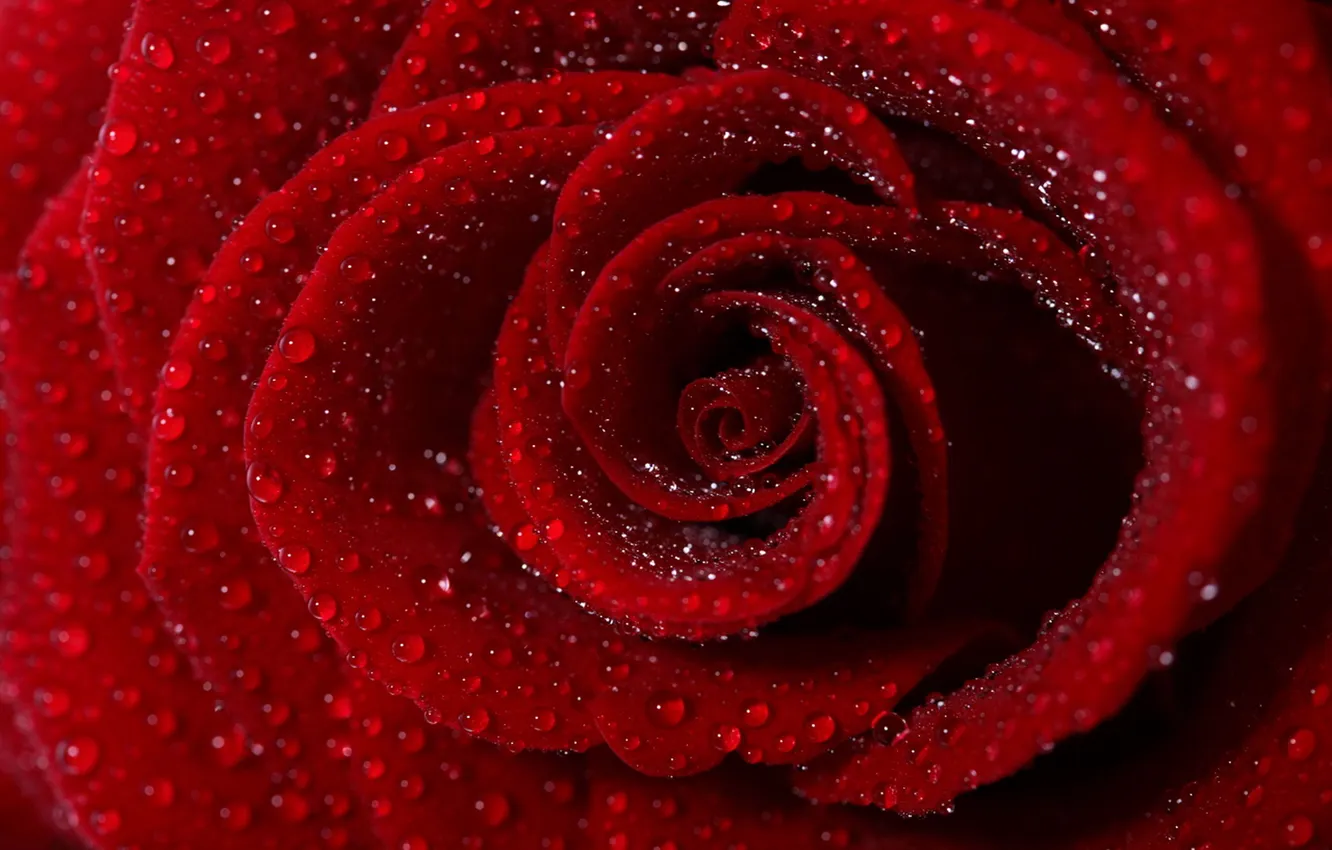 Фото обои цветок, вода, капли, лепестки, красная роза