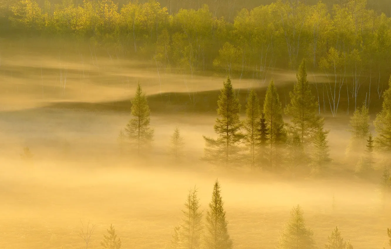 Фото обои лес, деревья, туман, Канада, Онтарио, Садбери
