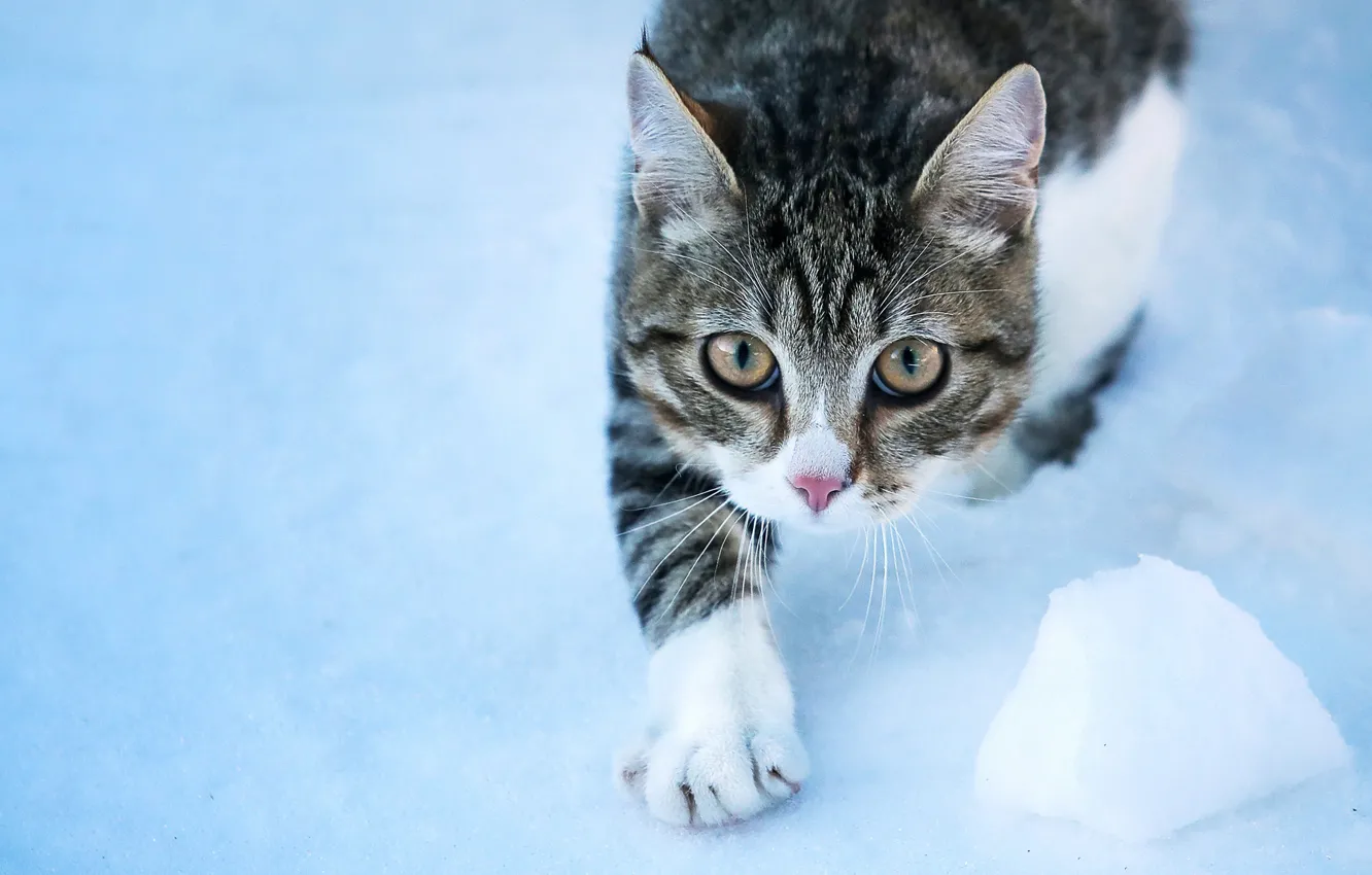 Фото обои кошка, кот, взгляд, снег, мордочка, лапка, котейка