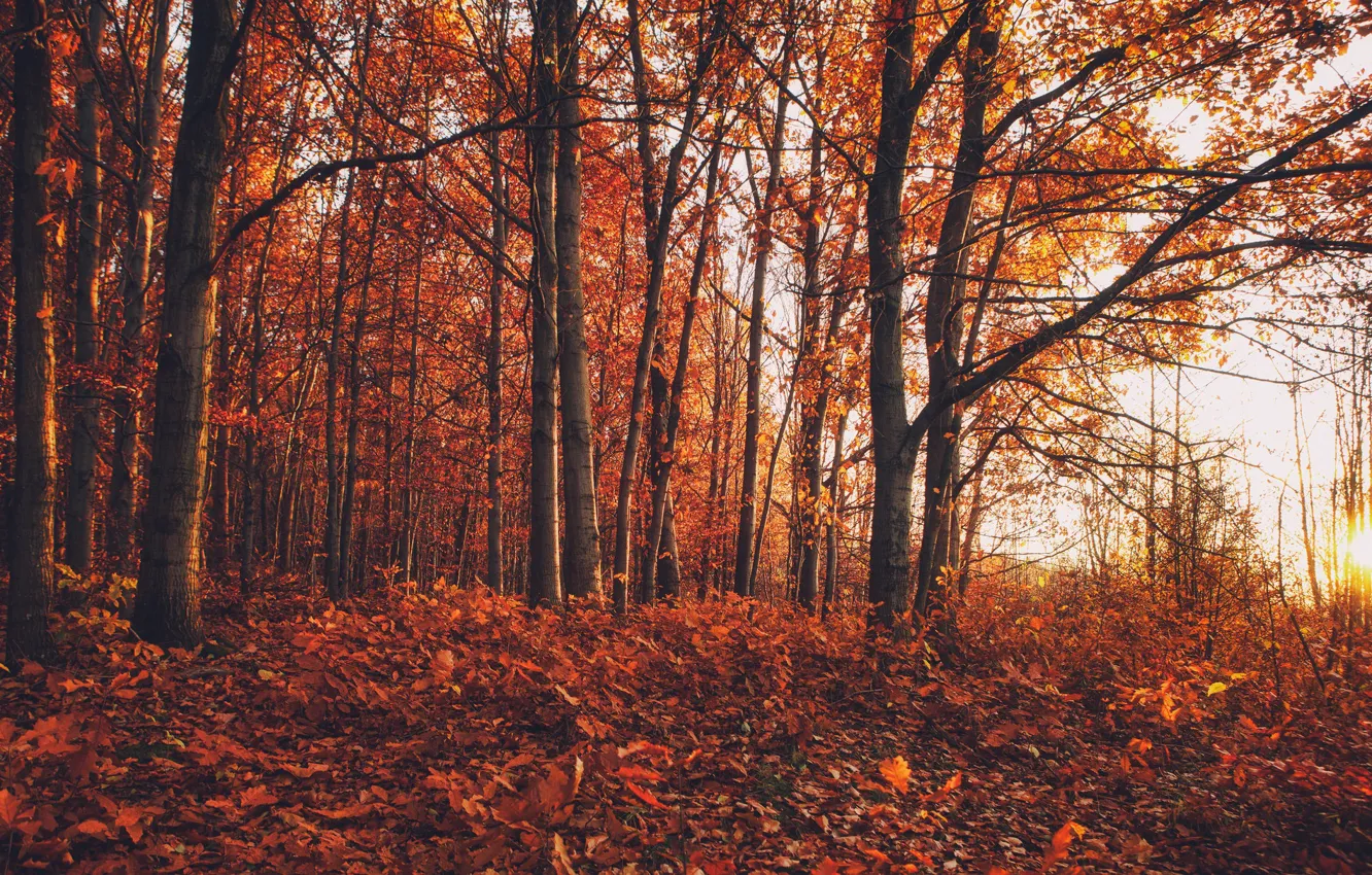 Фото обои осень, лес, природа, краски