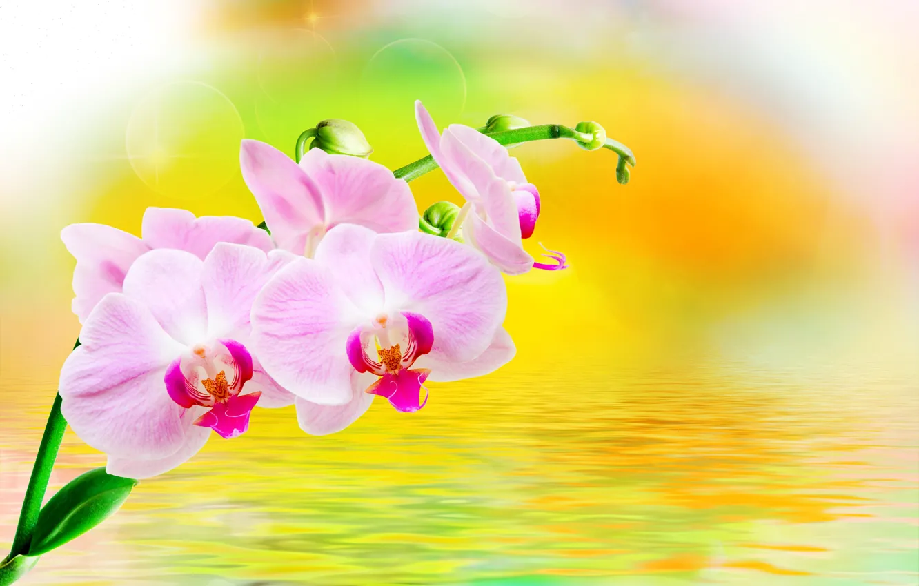 Фото обои вода, блики, фон, ветка, розовые, орхидеи, цветки, крупным планом