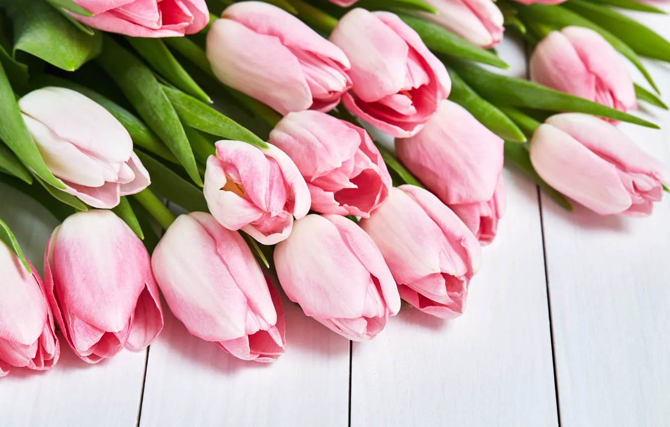 Фото обои тюльпаны, розовые, pink, flowers, tulips