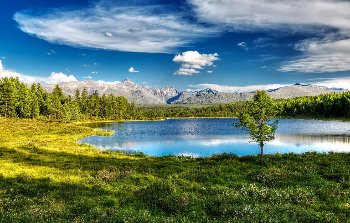 Фото обои лес, природа, озеро, россия, алтай, киделю