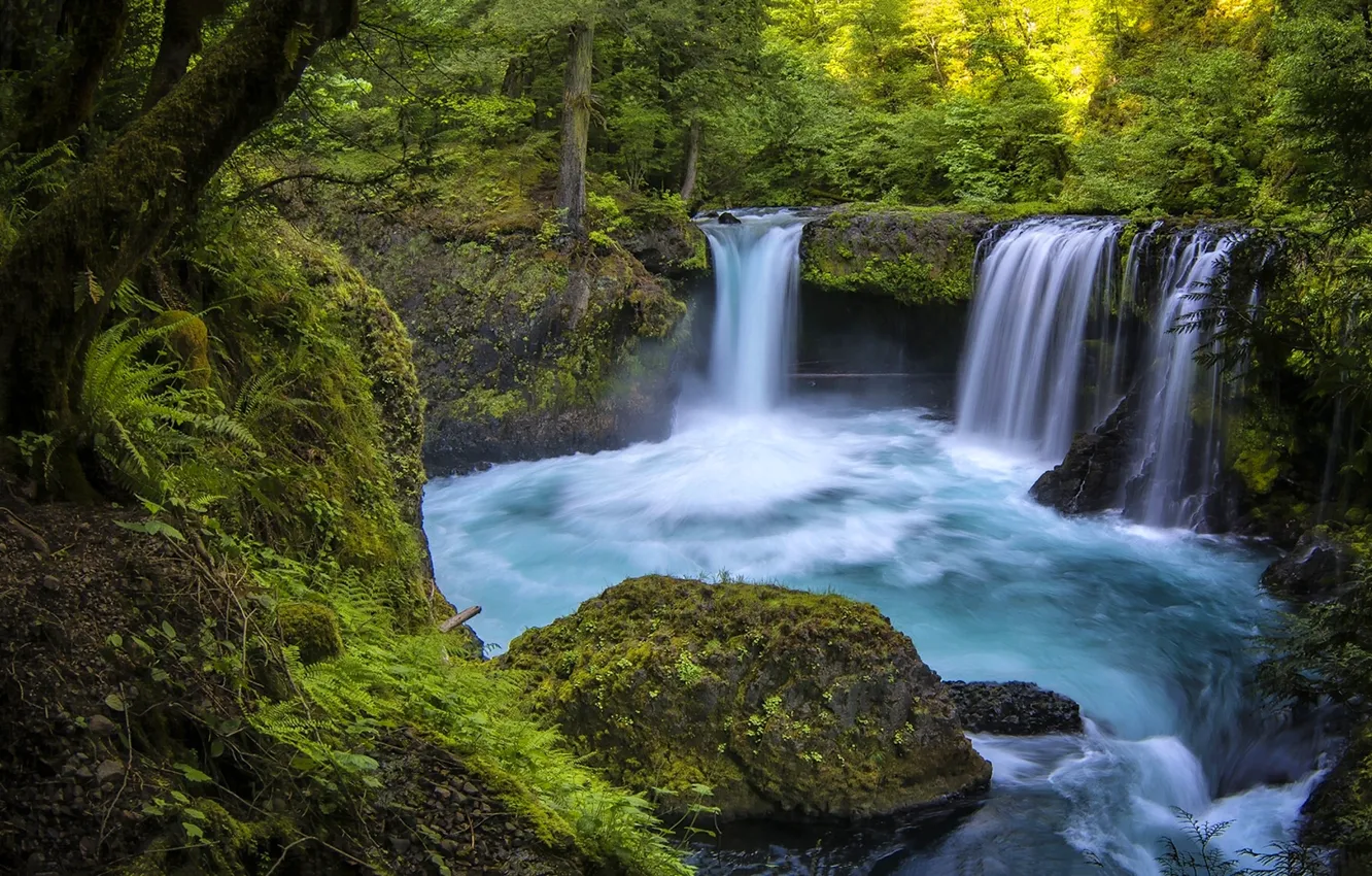 Фото обои лес, река, водопад, Washington, штат Вашингтон, Columbia River Gorge, ущелье реки Колумбия, Little White Salmon …