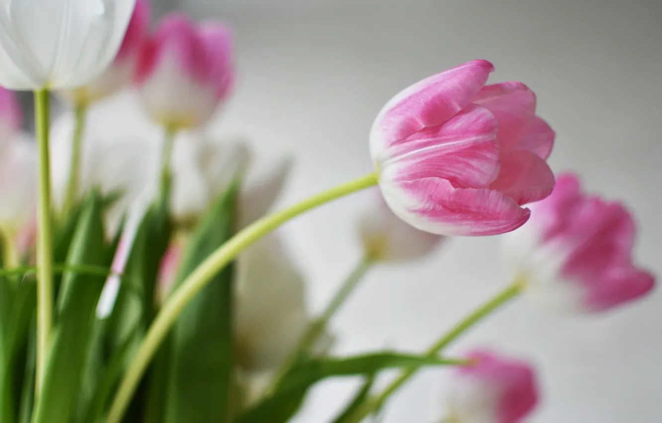 Фото обои цветок, розовый, тюльпан, букет, стебель, бутон, тюльпаны, розовые
