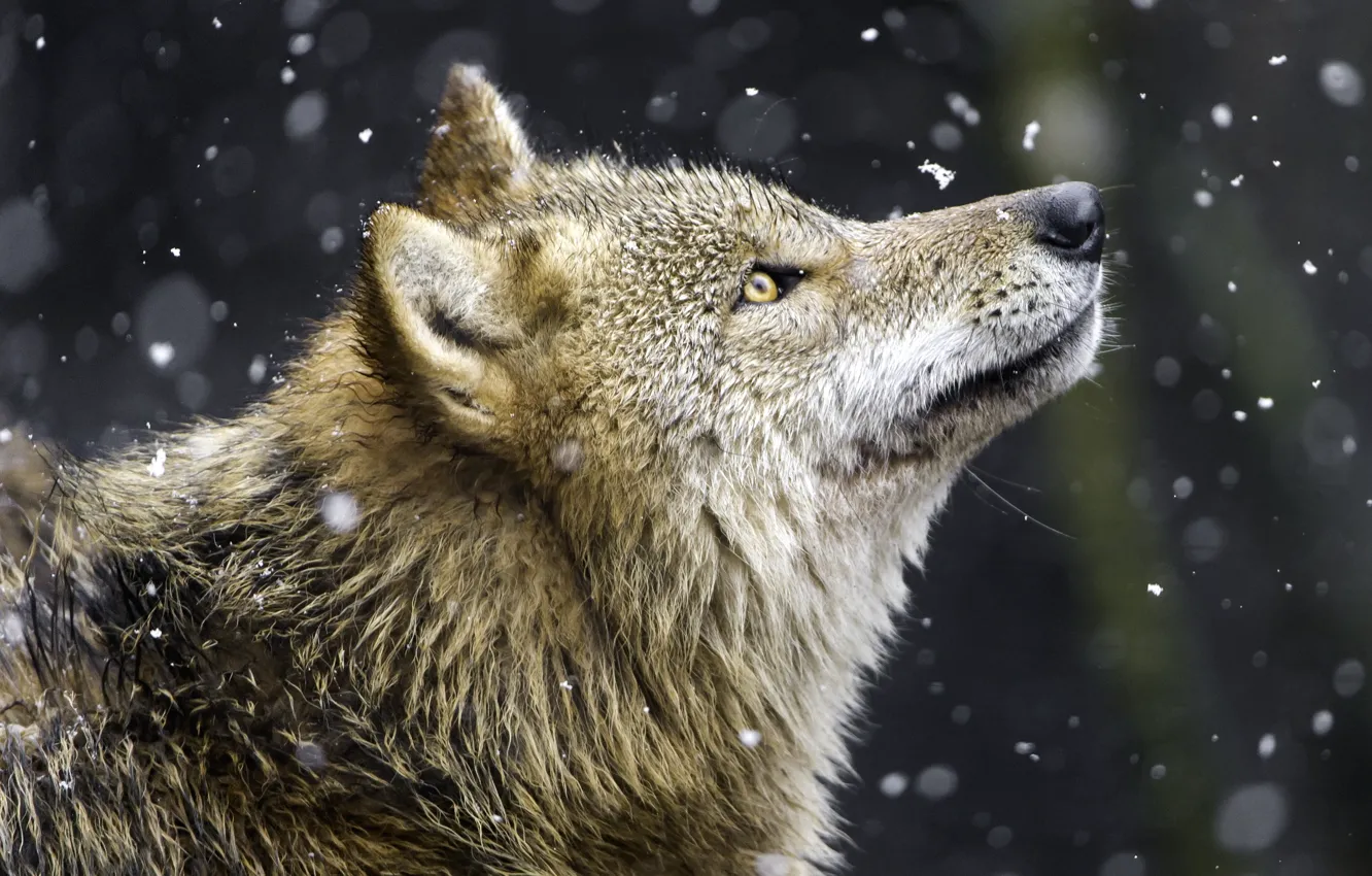 Фото обои снег, волк, хищник, профиль