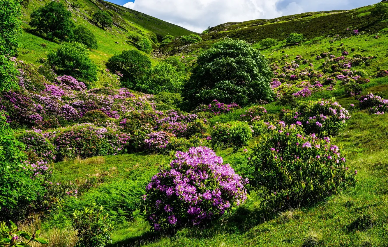 Фото обои цветы, природа, холм, цветение, кустарники