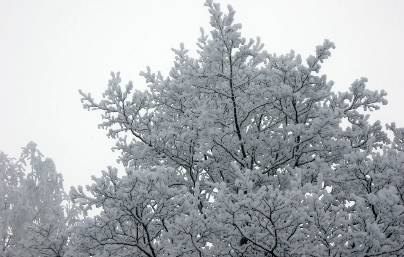 Фото обои Дерево, Снег, Зимний лес