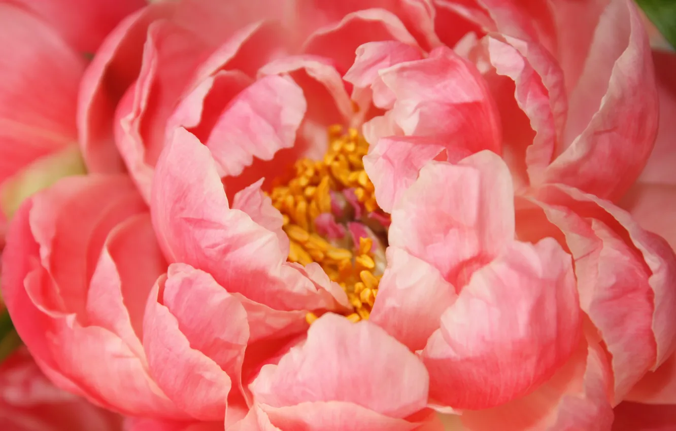Фото обои flower, pink, peony