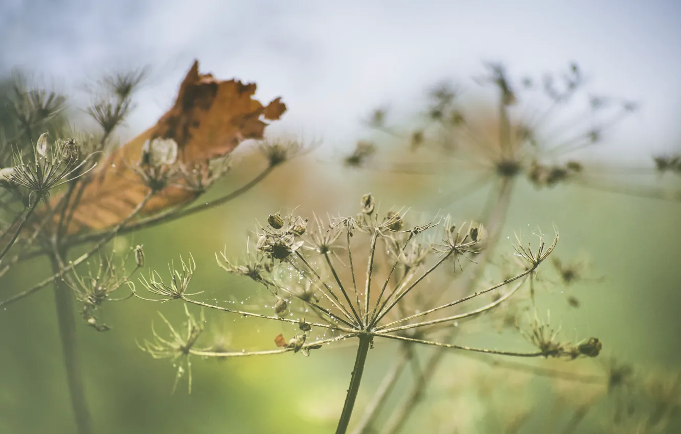 Фото обои autumn, leaf, decay, Queen Anne's lace, daucus carota
