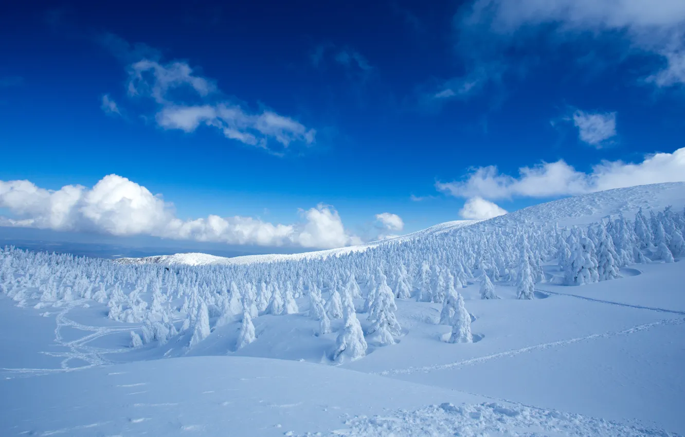 Фото обои зима, лес, небо, облака, снег, деревья, синева, вид