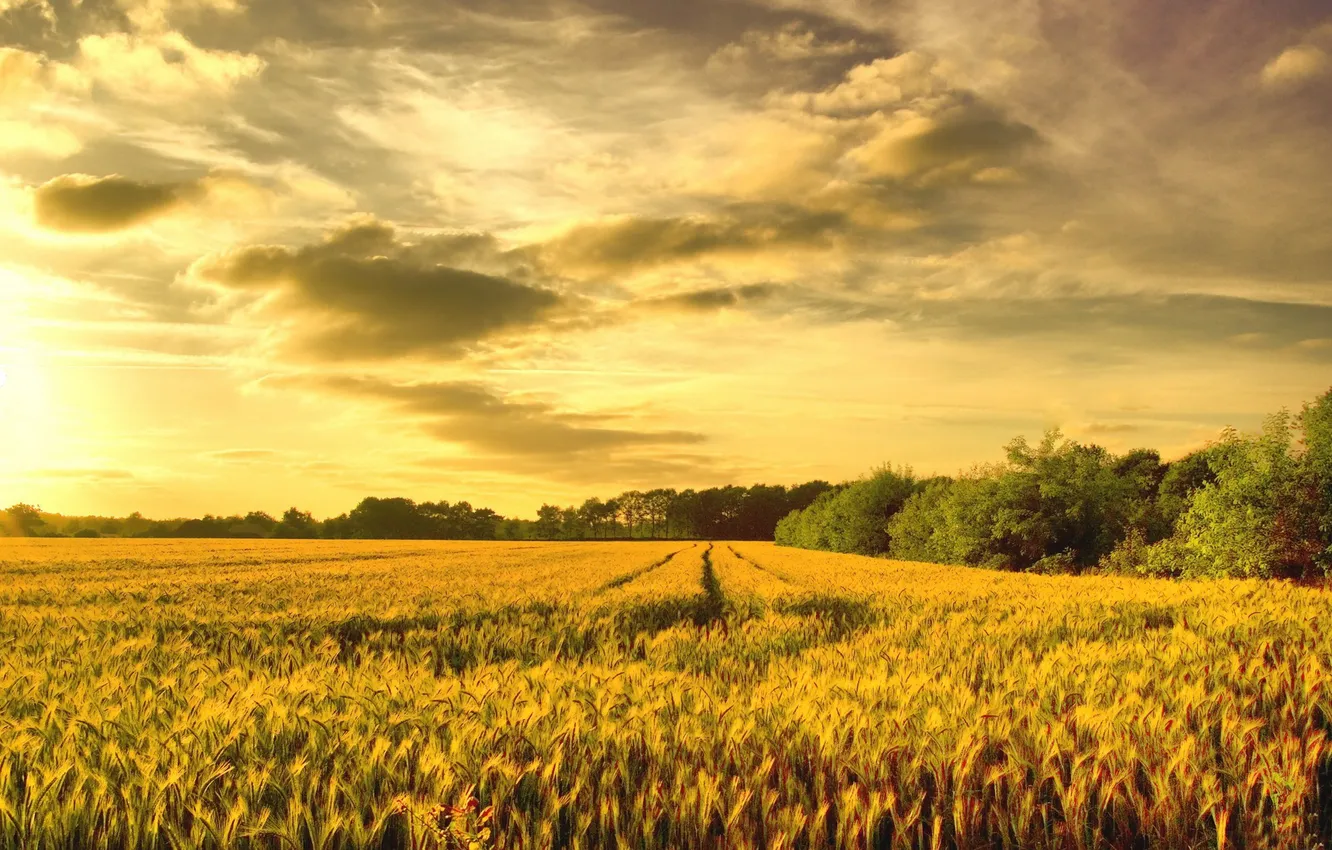 Фото обои пшеница, закат, Поле