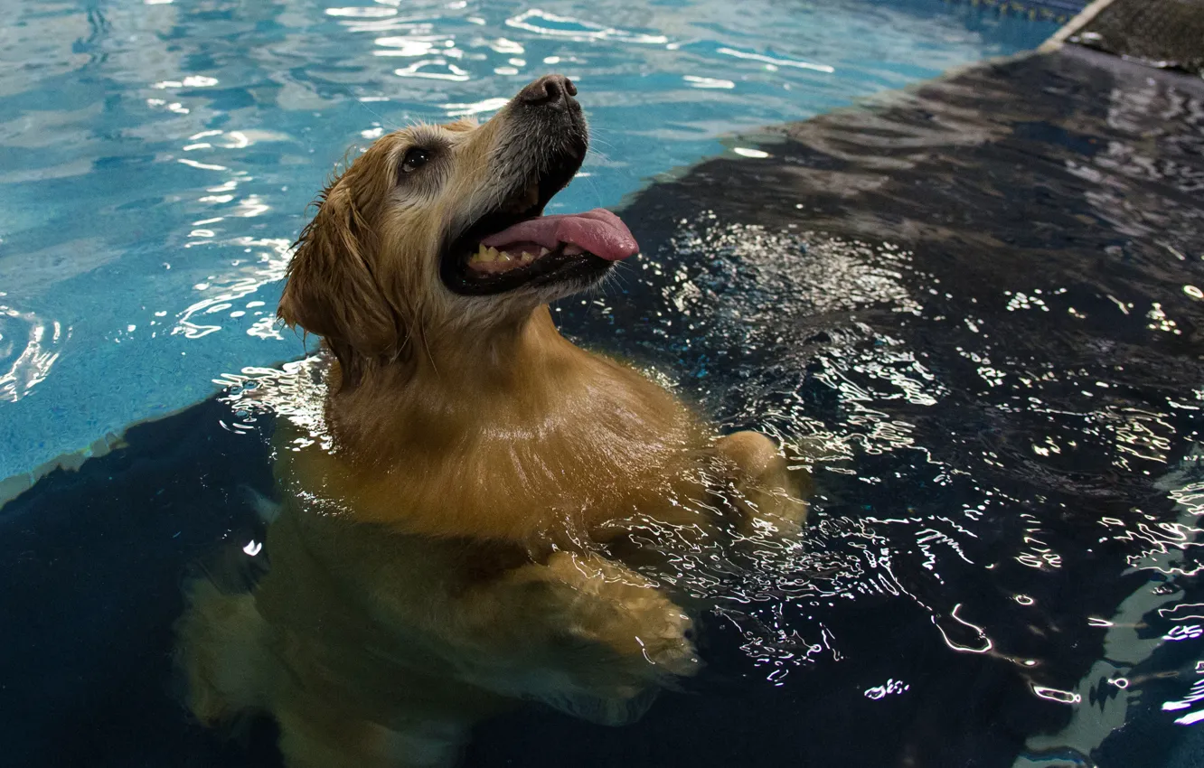 Фото обои вода, прозрачность, отражение, собака, бассейн, размытость