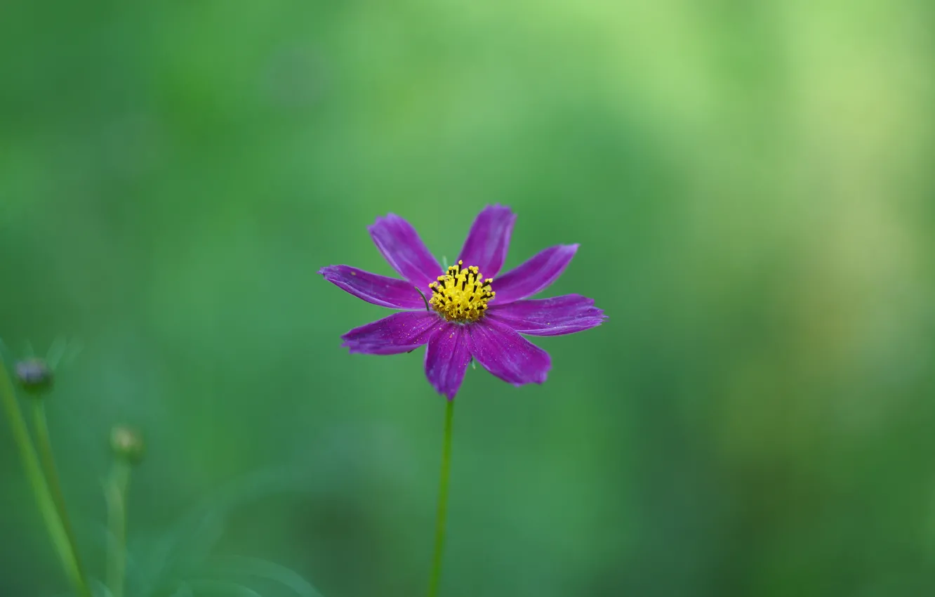 Фото обои цветок, фиолетовый, фон, космея