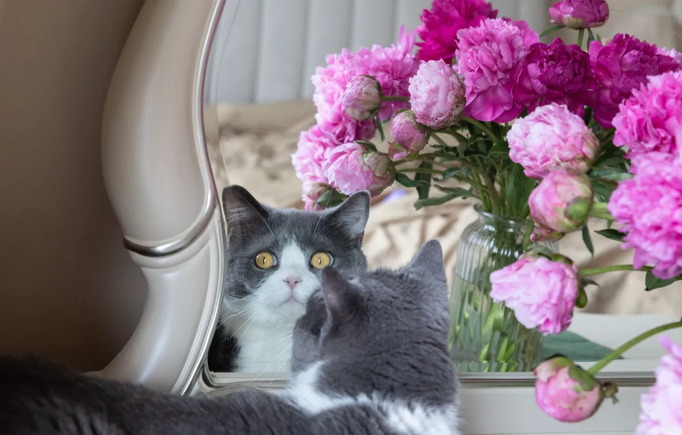 Фото обои кошка, кот, взгляд, цветы, поза, отражение, букет, зеркало