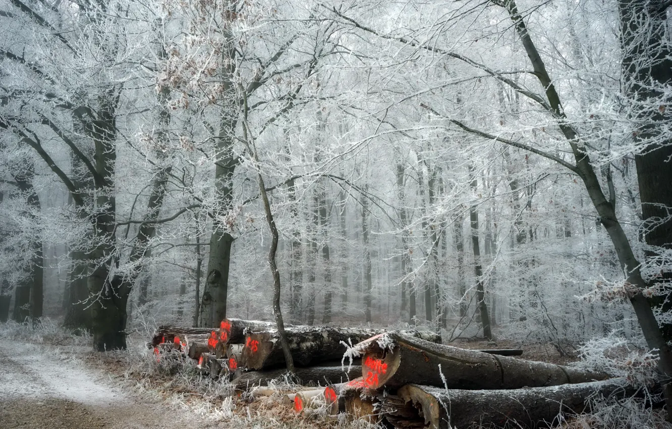 Фото обои зима, иней, лес, дрова