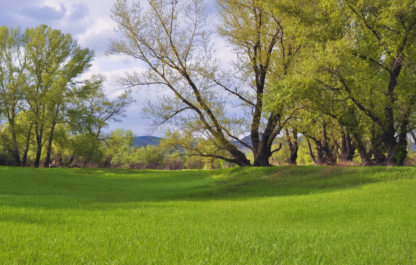 Фото обои Трава, Весна, Деревья, Nature, Grass, Spring, Green field, Trees