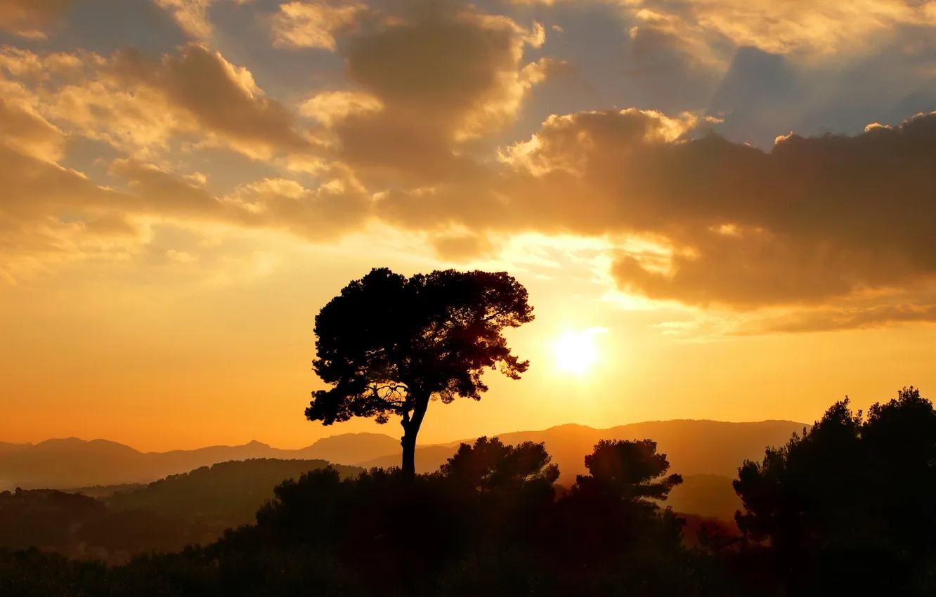 Фото обои sunset, scenic, tree