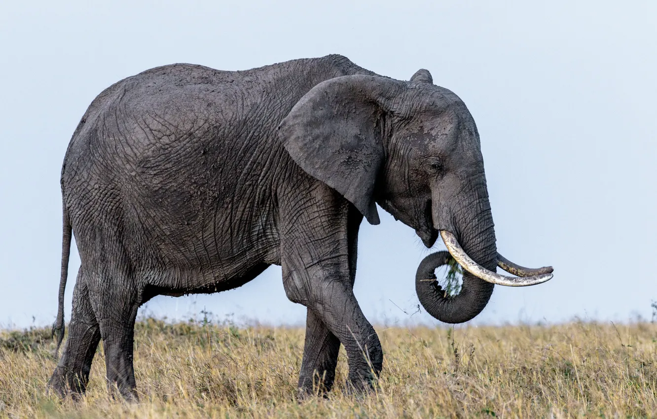 Фото обои слон, уши, бивни