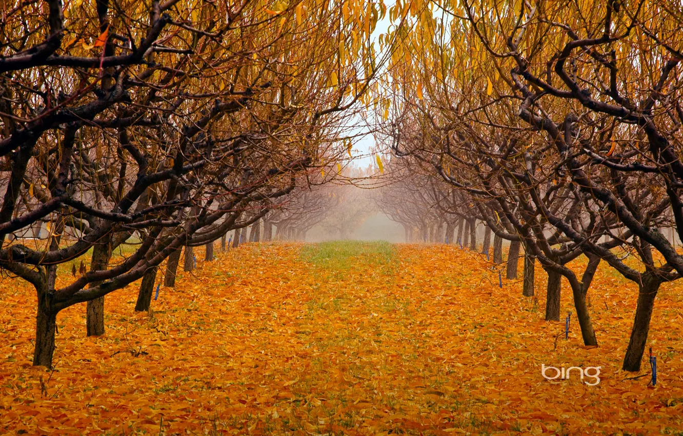 Фото обои осень, листья, деревья, туман, парк, сад, british columbia, canada