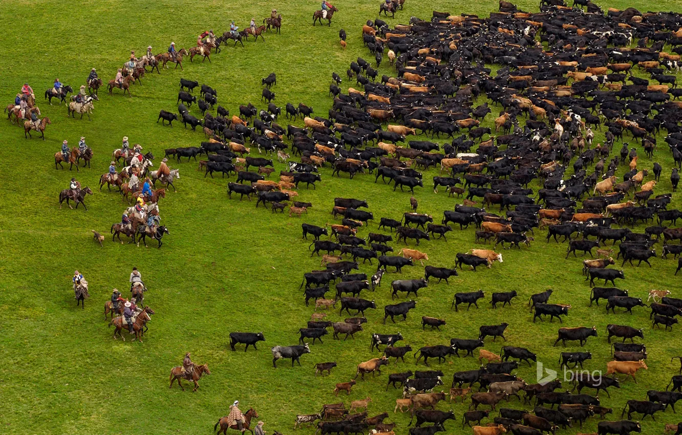 Фото обои трава, коровы, пастбище, стадо, Анды, Эквадор