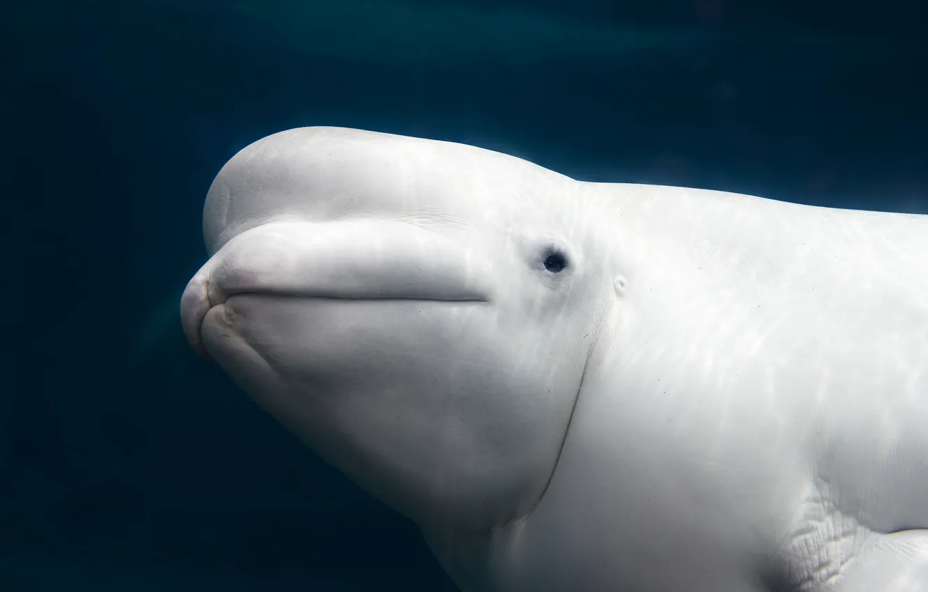 Фото обои Aquarium, white, Beluga whale