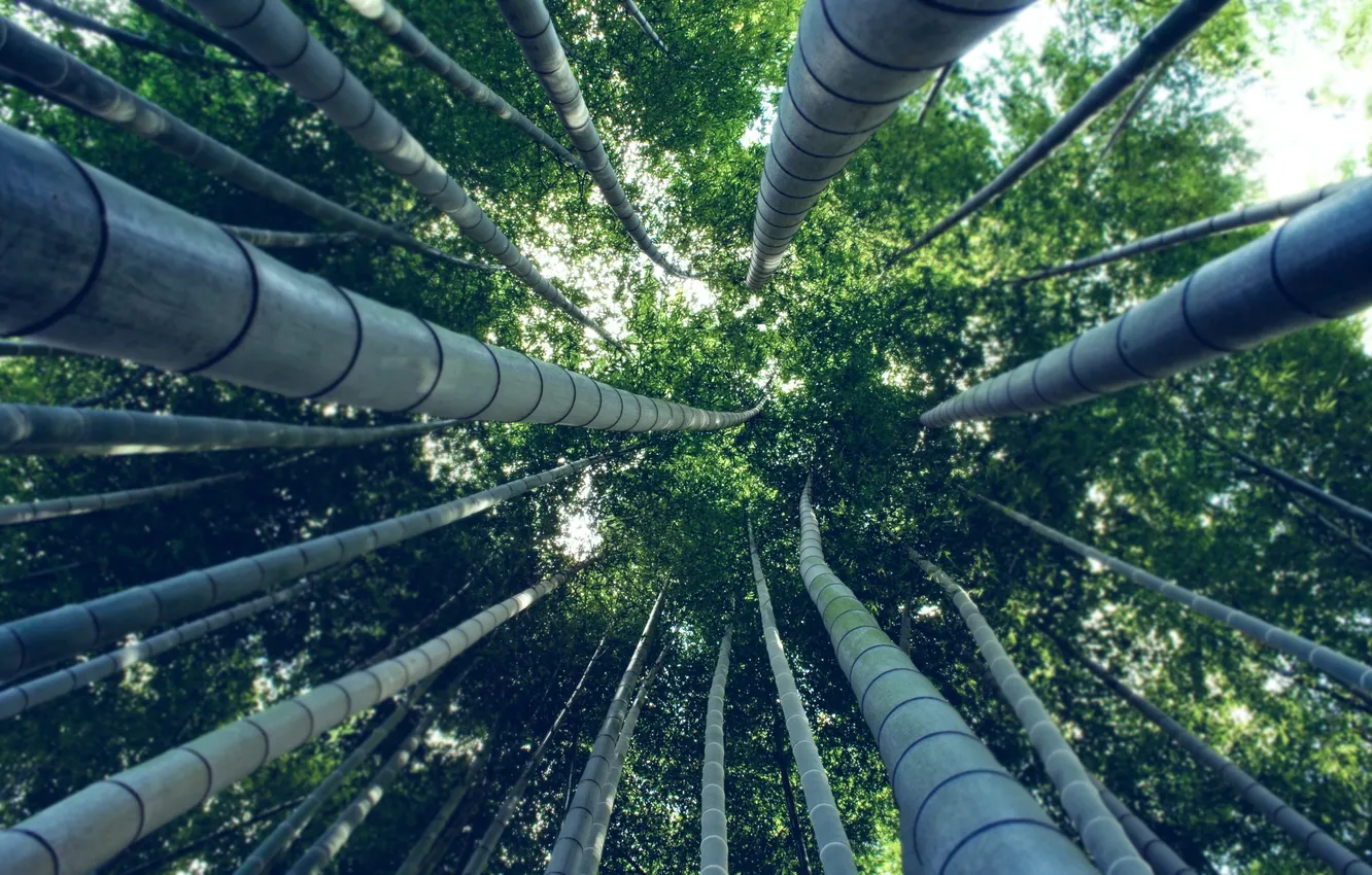 Фото обои лес, деревья, бамбук