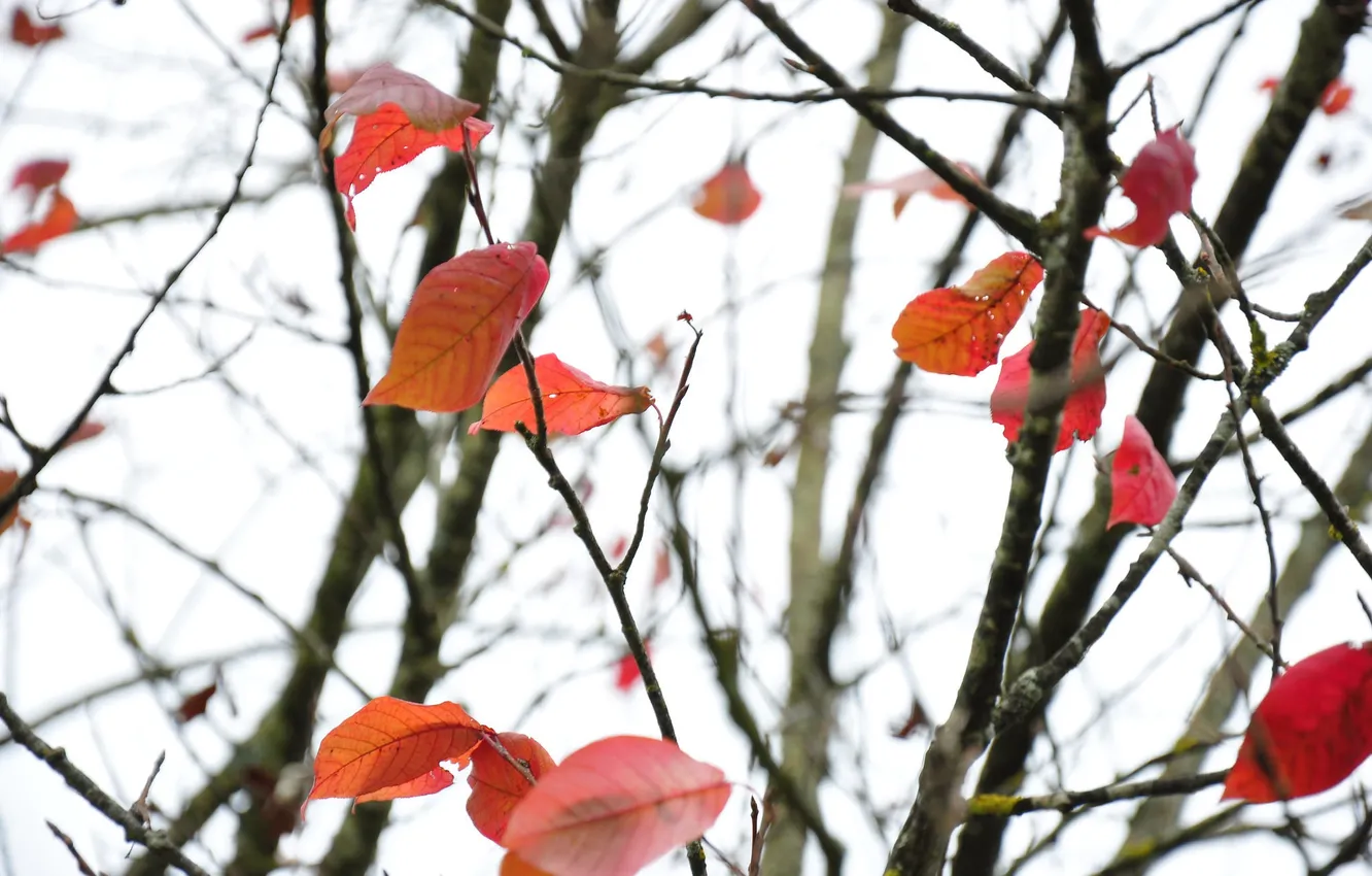 Фото обои осень, небо, листья, ветки