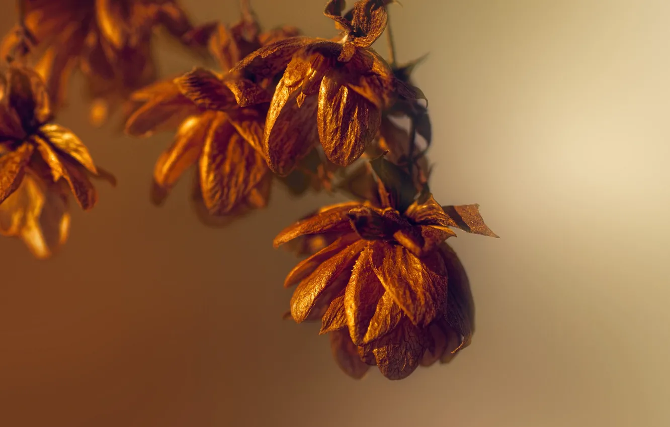 Фото обои light, autumn, dried flowers
