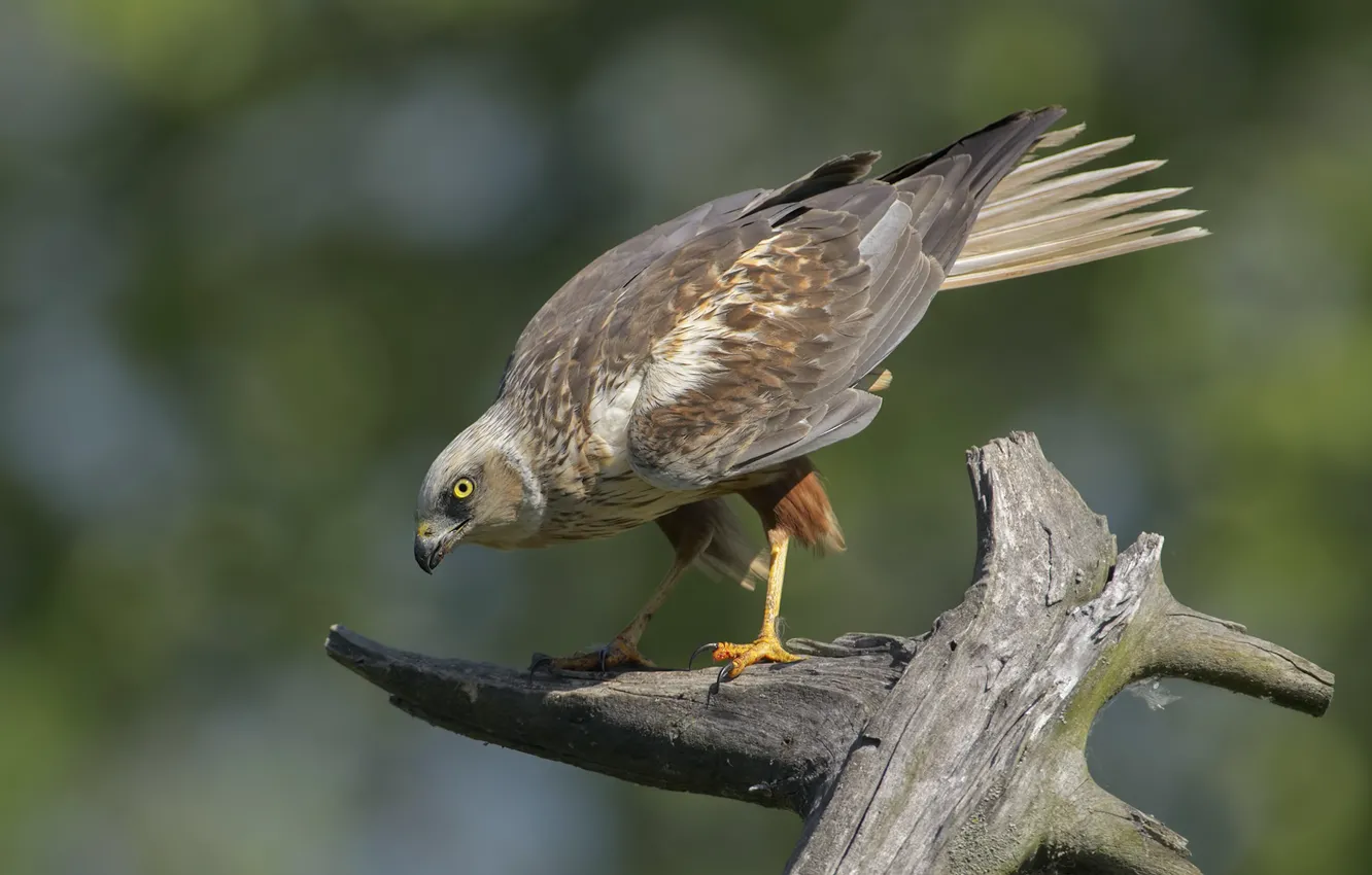 Фото обои фон, птица, пень, DUELL ©