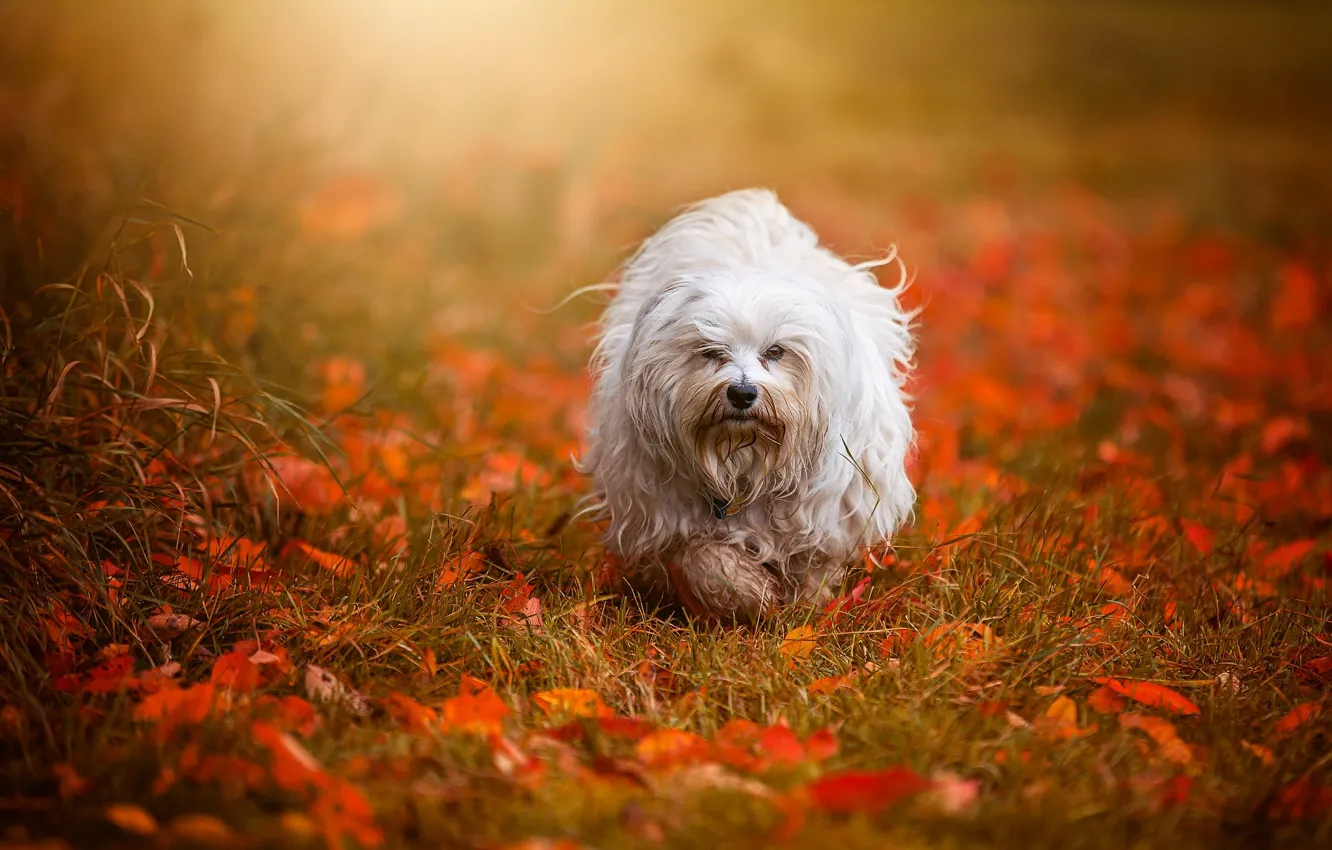 Фото обои осень, листья, собака, Гаванский бишон