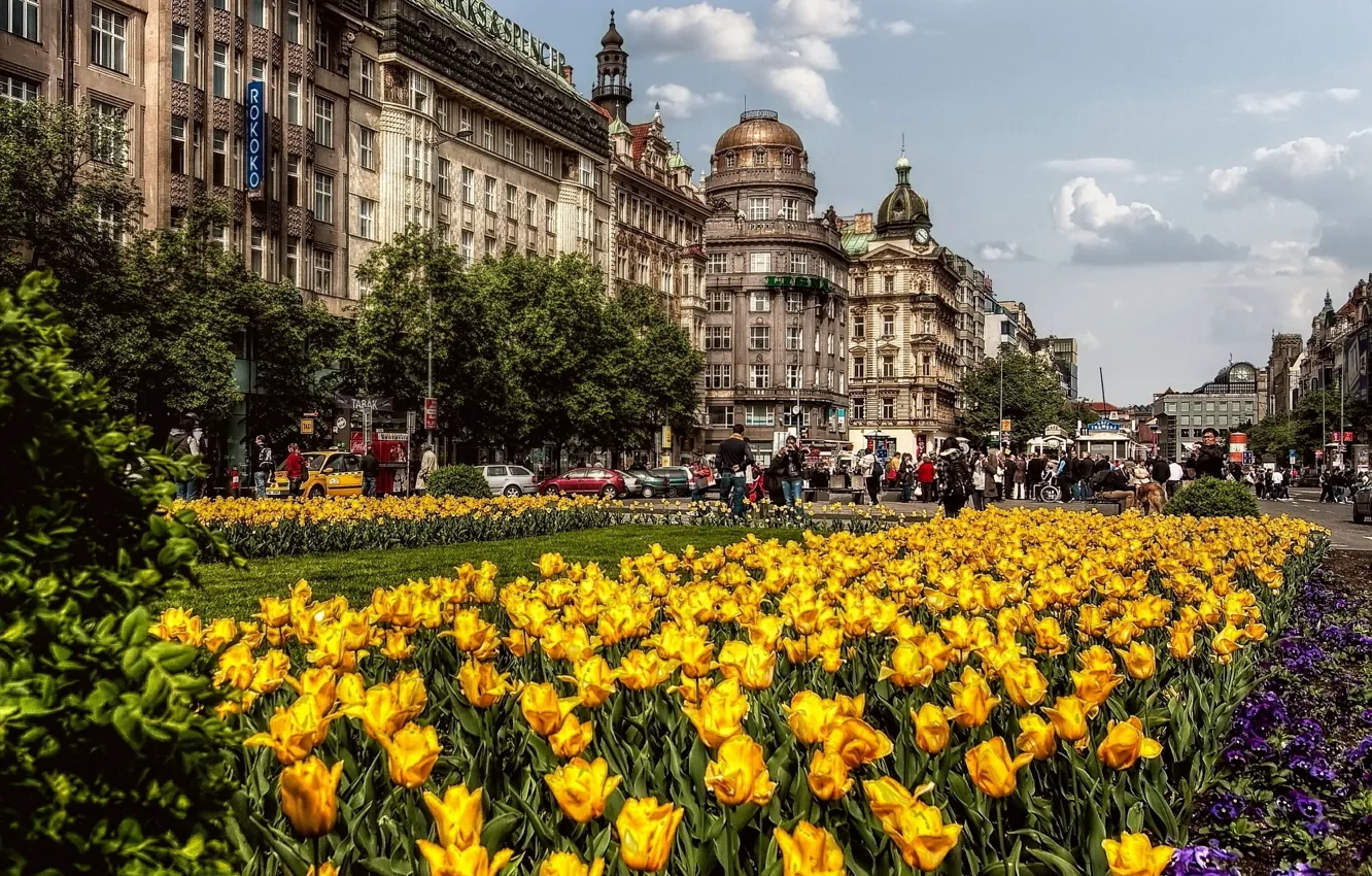 Фото обои улица, здания, весна, Город, Прага, Чехия, тюльпаны, архитектура