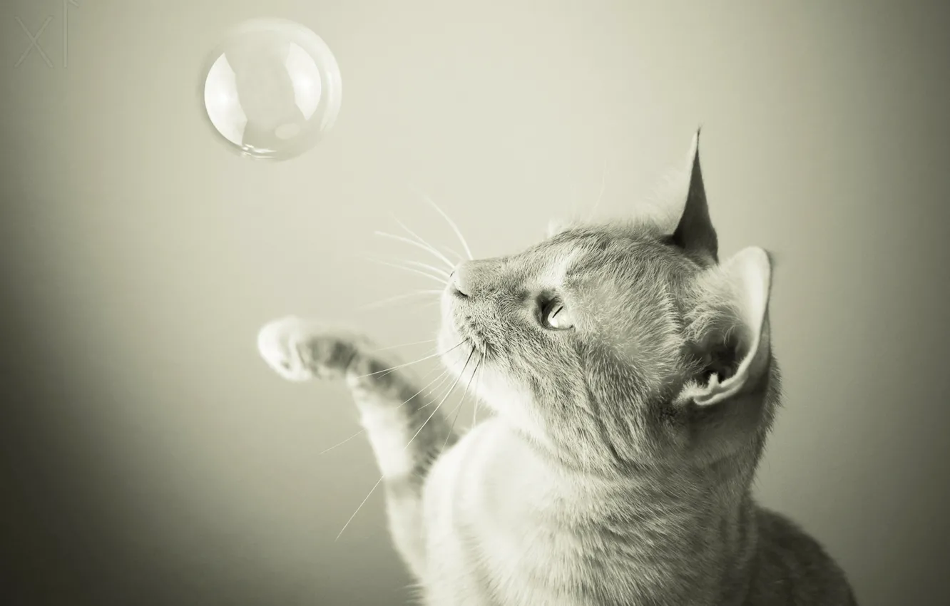 Фото обои кот, cat, мыльный пузырь, soap bubble, Samantha Tran