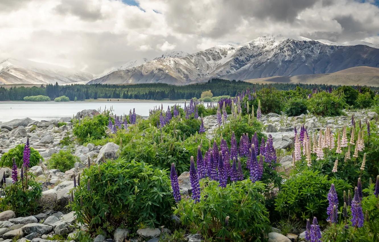 Фото обои цветы, горы, New Zealand