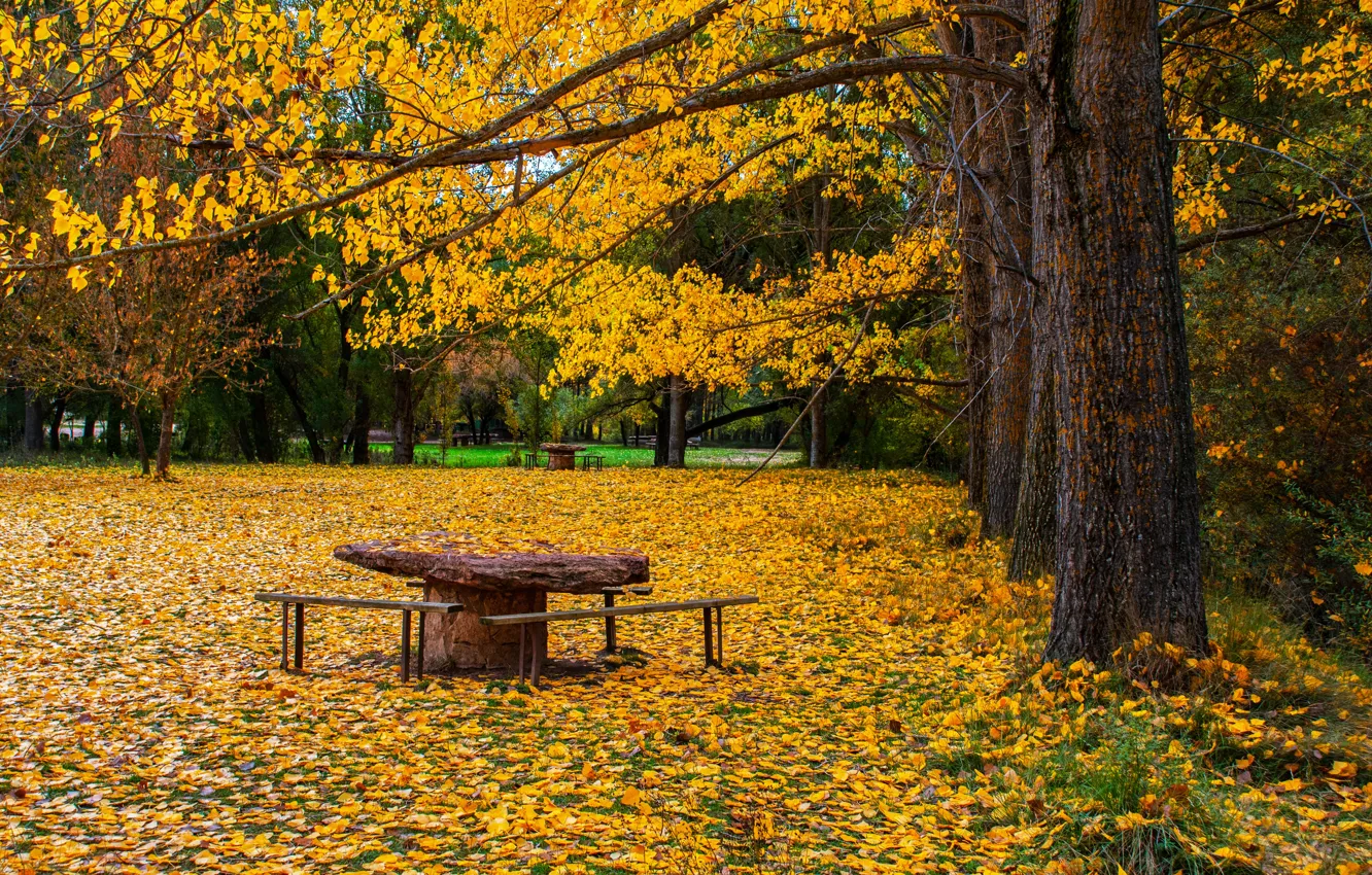 Фото обои Осень, Парк, Fall, Листва, Park, Autumn, Colors, Листопад