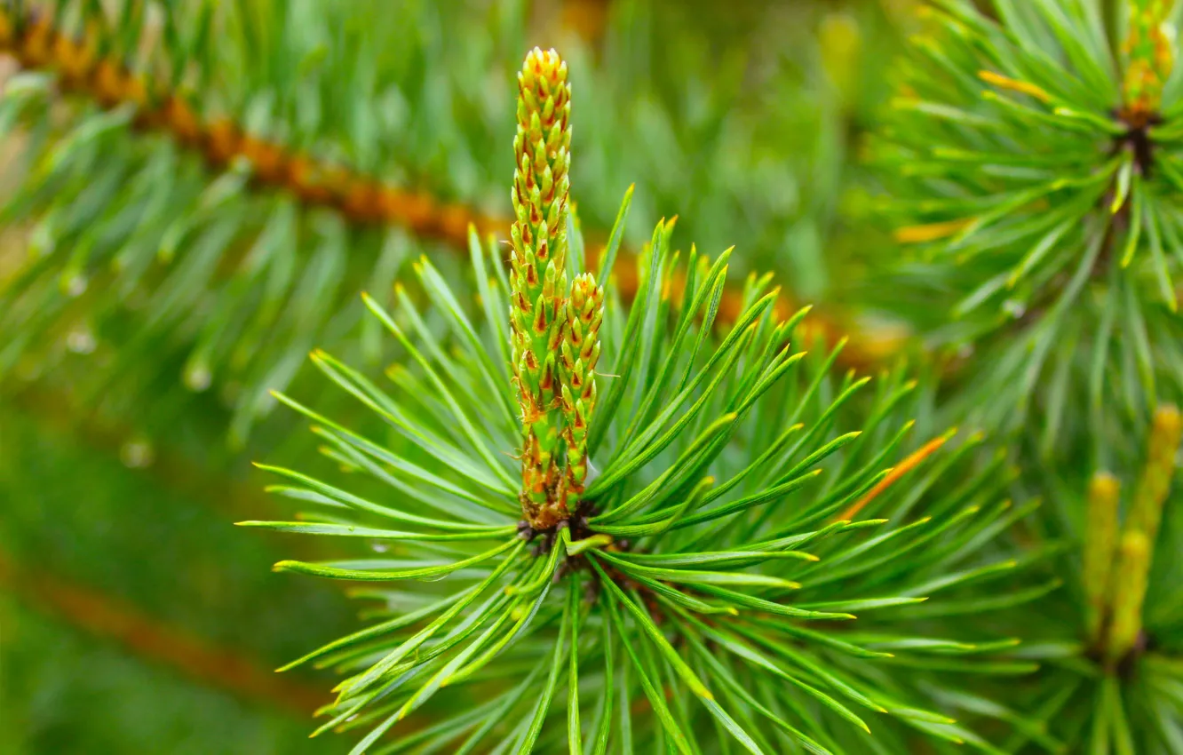 Фото обои green, tree, pine, twig