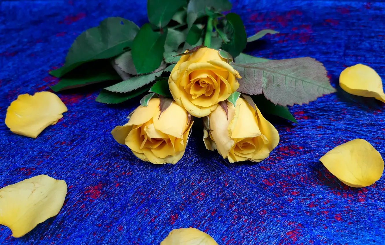 Фото обои цветы, роза, розы, букет, желтые, лепестки, синий фон