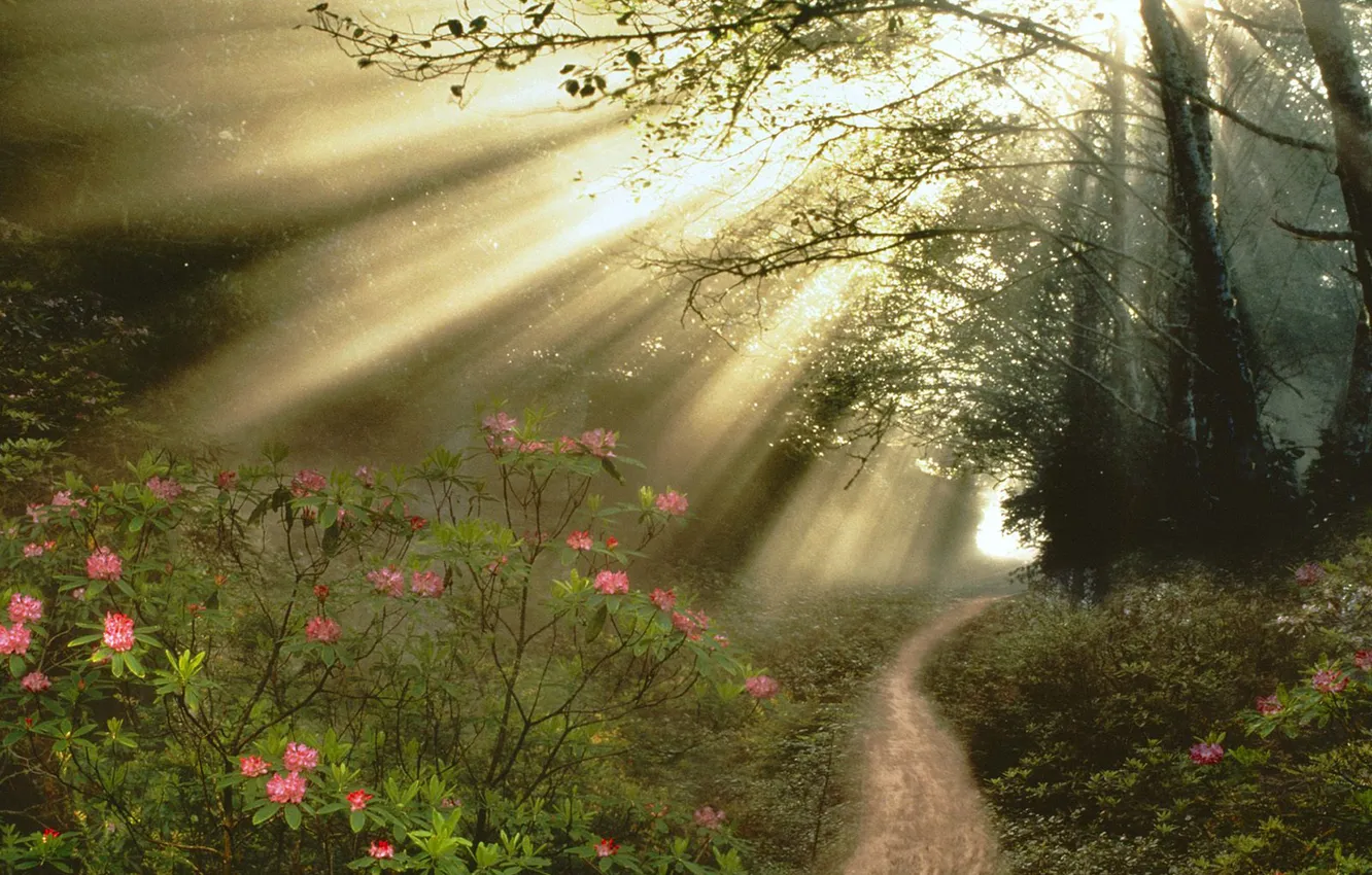 Фото обои лес, цветы, дорожка, поток света