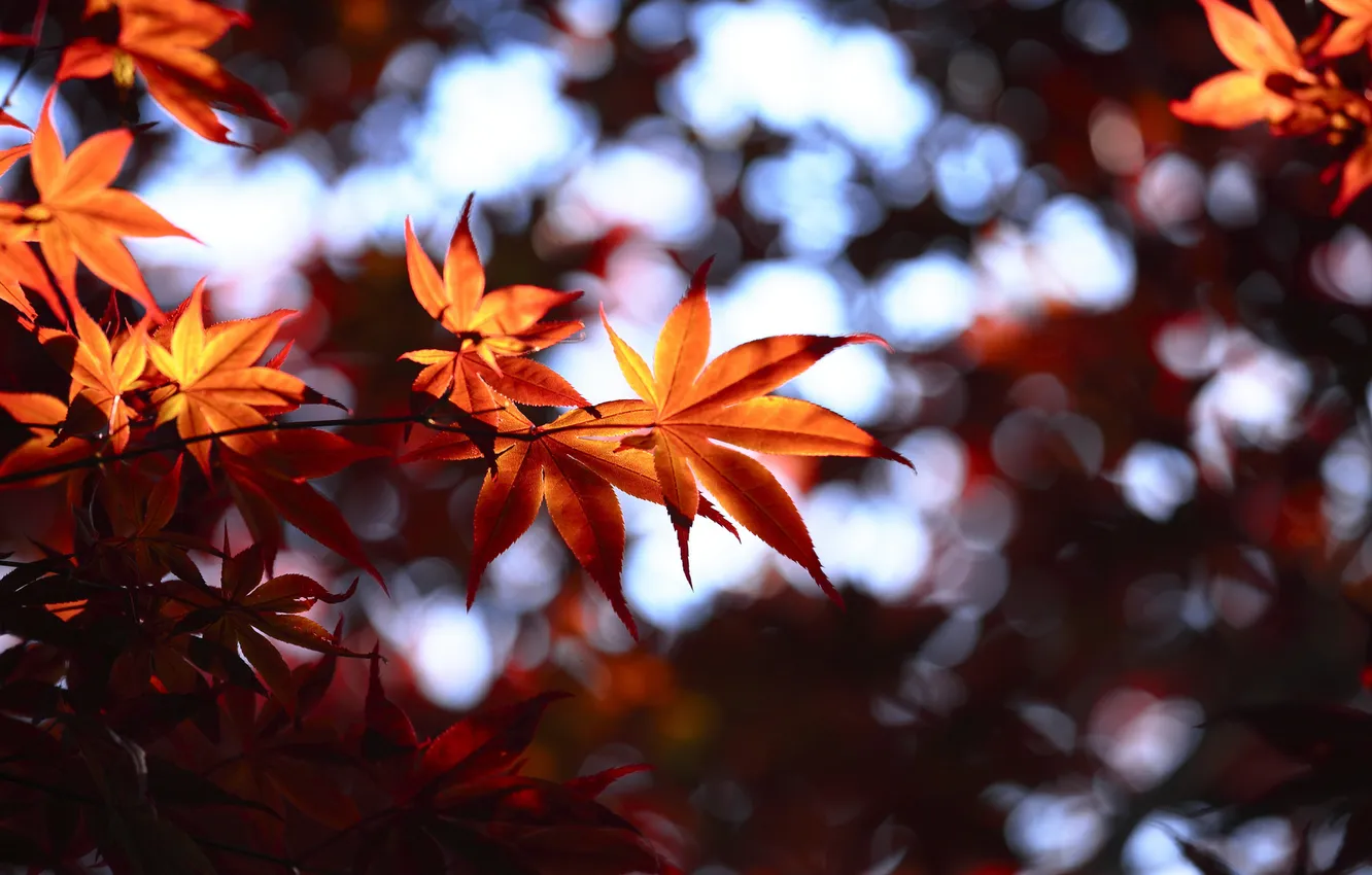Фото обои осень, листья, размытость, боке