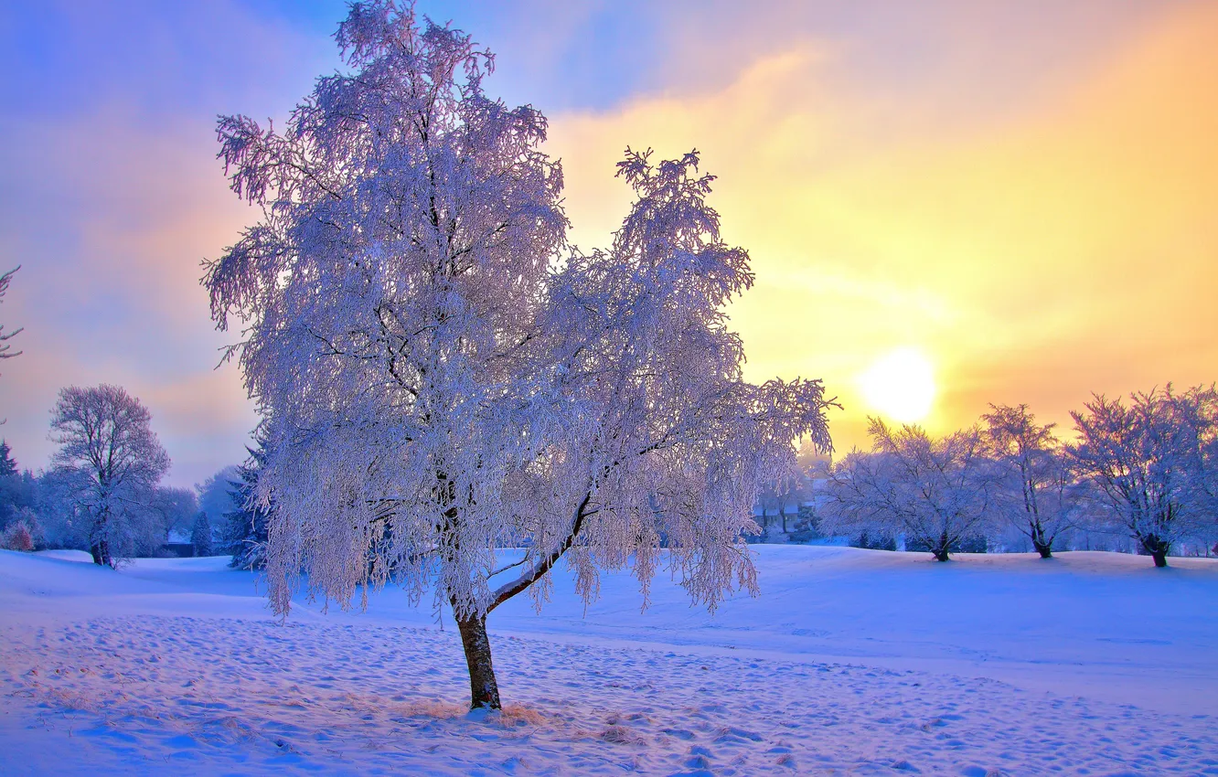 Фото обои зима, солнце, природа, иний, дерево