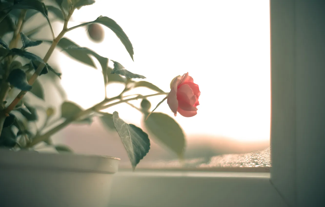 Фото обои цветок, листья, розовая, роза, лепестки
