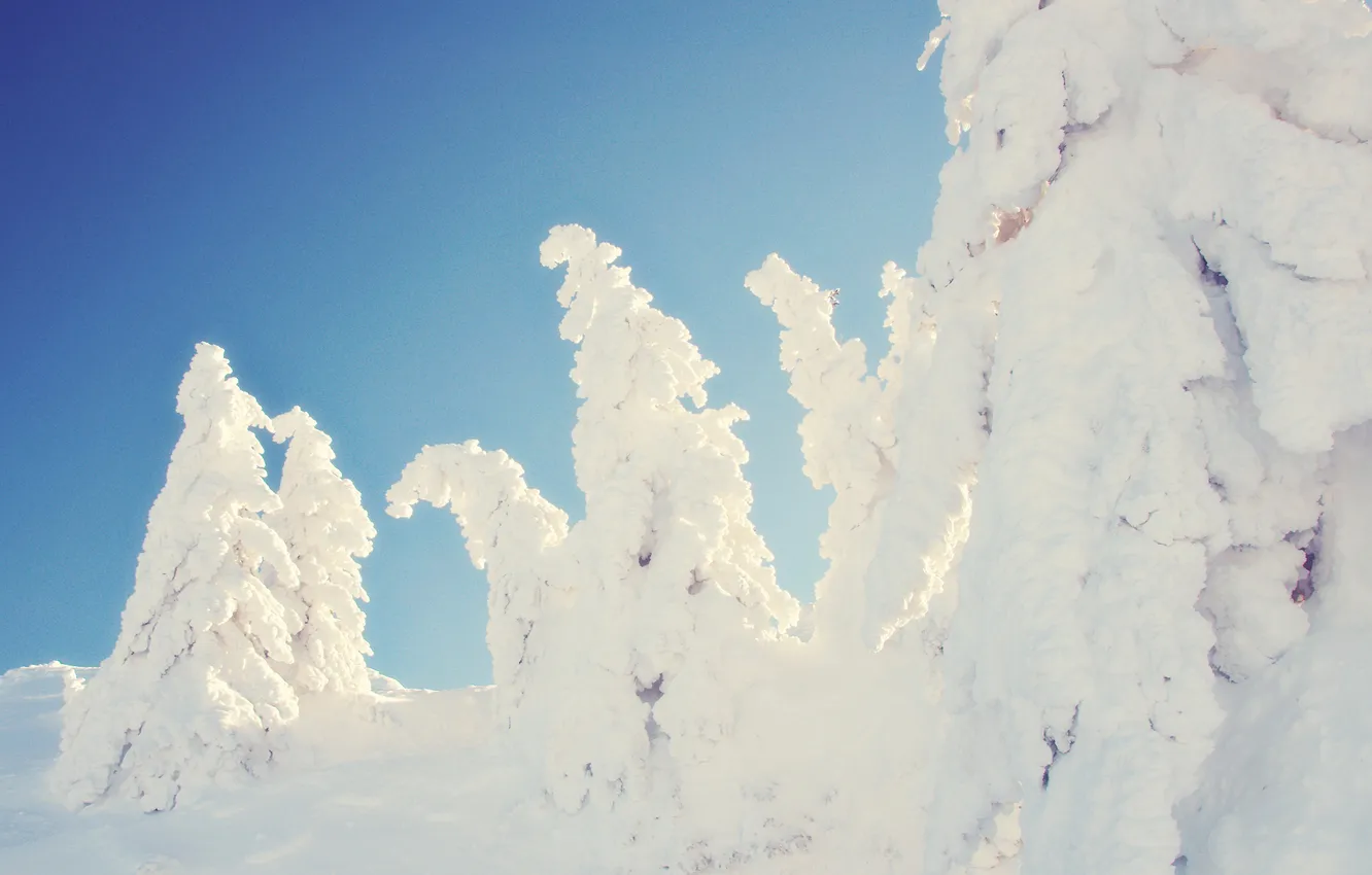 Фото обои зима, снег, деревья, ель, склон, заснеженные